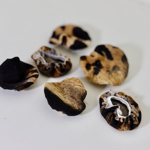 May include: A collection of six small, irregularly shaped objects with a mix of black and tan patterns. The objects appear to have a textured surface and are arranged on a white background. The overall aesthetic suggests a natural or organic theme.