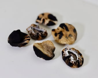 Cubrebotones / Diseño Elástico / Paquete de 4 o 6