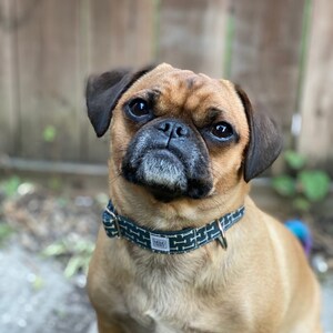 May include: A brown and black pug cross dog wearing a dark green and white dog collar with a bone pattern and the text "MEMO" on it. The dog is looking directly at the camera.
