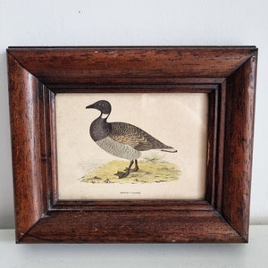 1980s Vintage Bird prints framed from the
