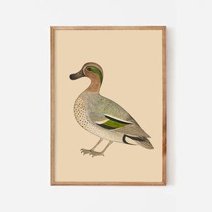 Vintage duck print downloadable - Printable antique watercolour illustration beige green eclectic artwork - Modern country farmhouse decor