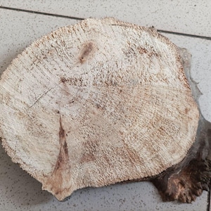 May include: A circular cross-section of a tree trunk, displaying the natural wood grain and texture. The light-coloured wood has a rough, textured surface with visible growth rings and a darker, irregular edge. A natural, rustic wood slice.
