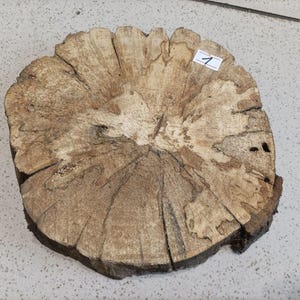 Op de afbeelding: Een dwarsdoorsnede van een boomstam, met de natuurlijke houtnerf en textuur. Het hout is lichtbruin met donkerbruine en bruine accenten. Een klein wit label met het nummer "1" is bevestigd. De vorm is ongeveer cirkelvormig, met een diameter van ongeveer 30 cm.