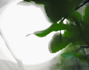 Original and artistic photograph of the light effects on vegetation. Numbered art draw: Vibration III - Moonlight