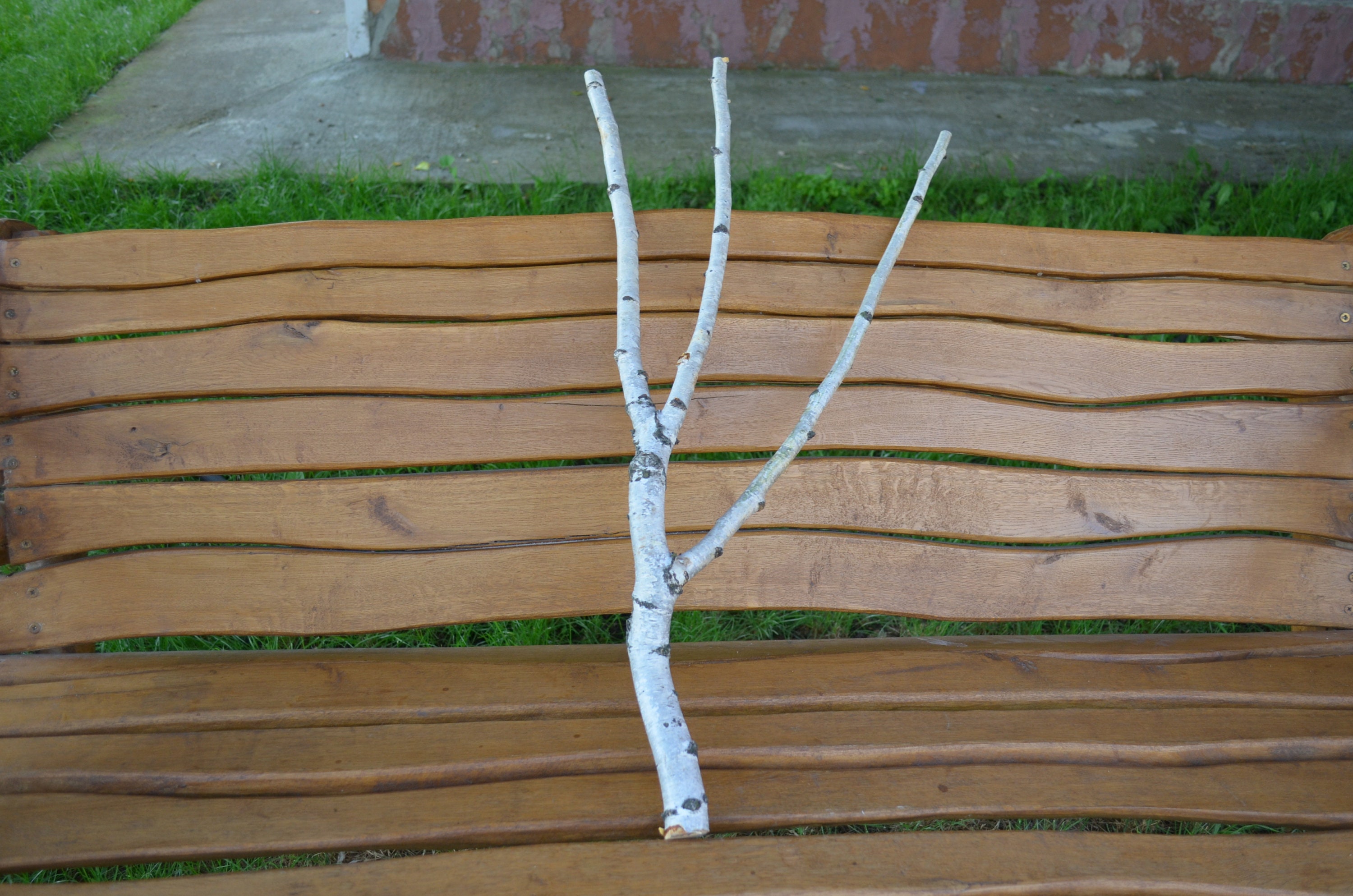 White Birch Branches Birch Branches Branched White Birch Etsy
