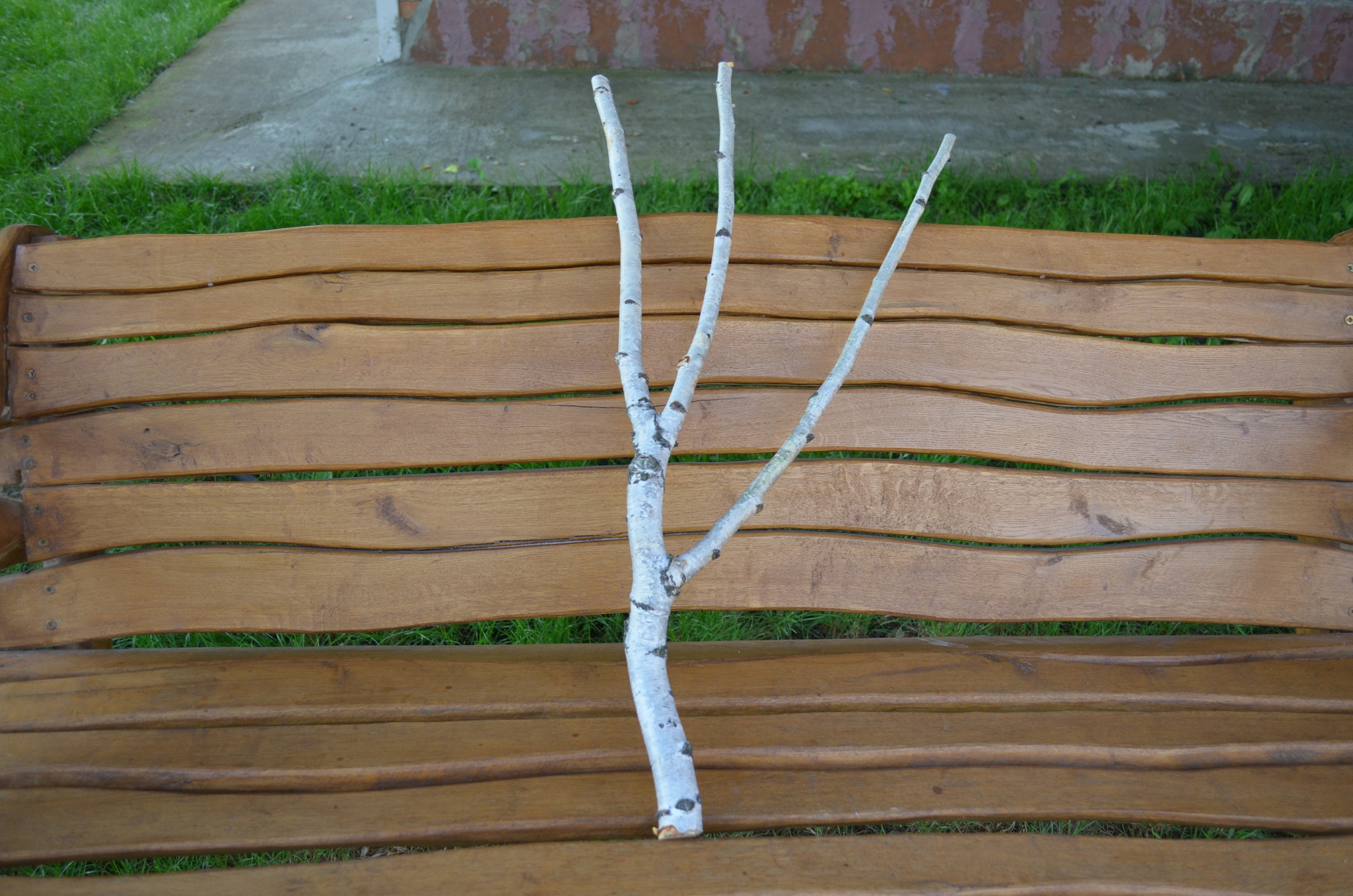 White Birch Branches Birch Branches Branched White Birch Etsy