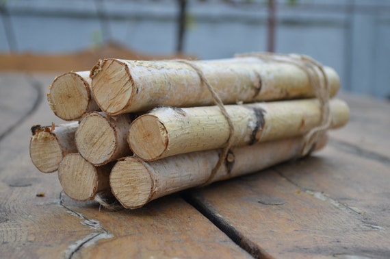 Roped Bundle of Birch Logs