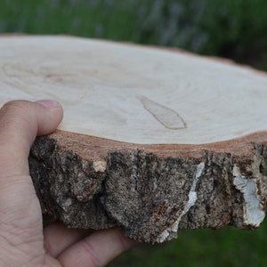 Alzata per torta nuziale Grande pezzo di betulla, pezzi di legno, decorazioni rustiche per matrimoni, piatti di legno, grande alzata per cupcake fette di betulla grandi