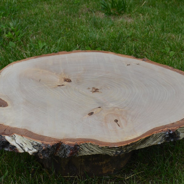 Large piece birch tree slice, 22" Large Birch Wood Slice, Rustic Wedding Decor,Cake Stand,Large Cupcake stand Rustic Wedding Decor