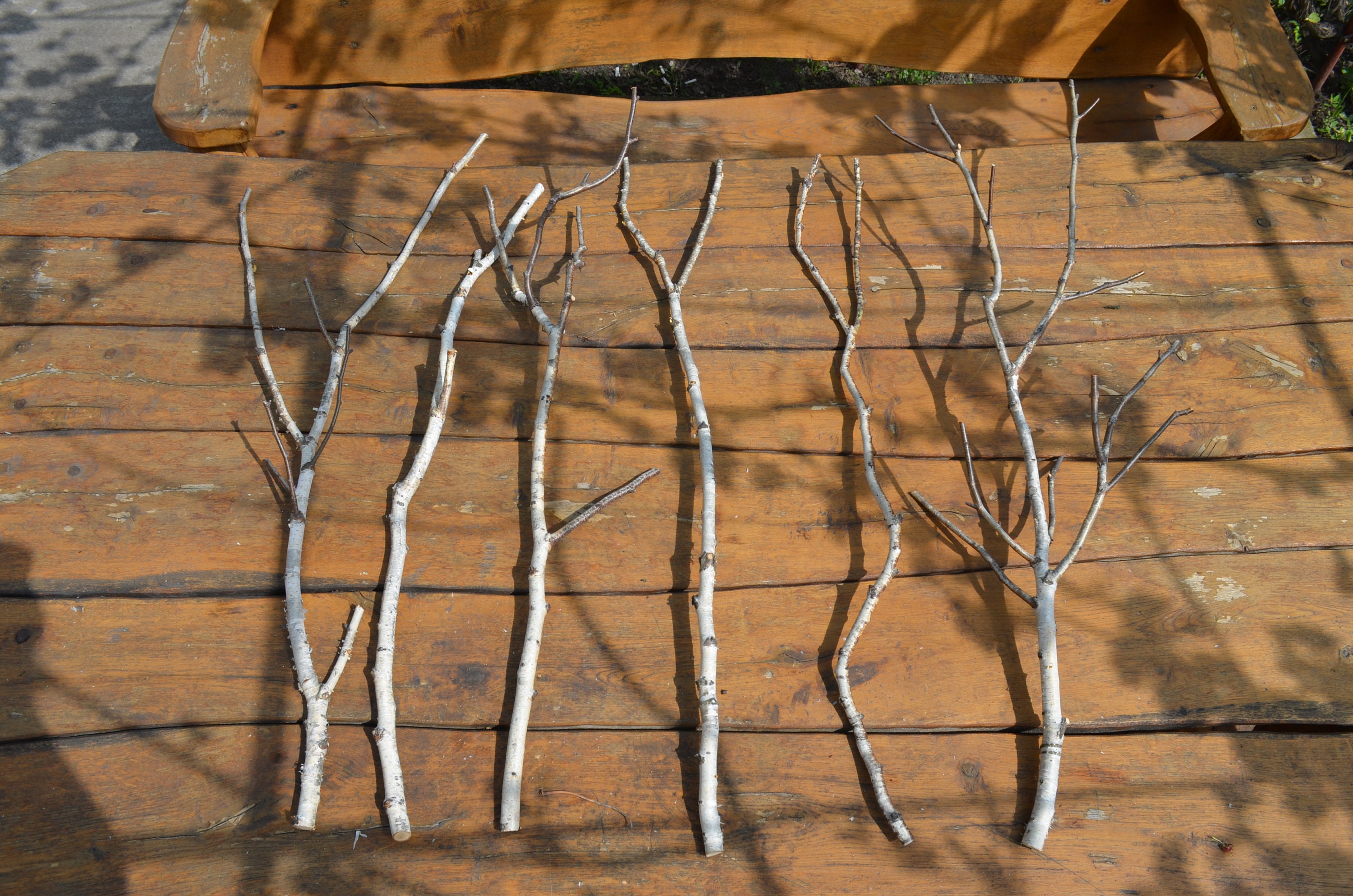 Birch Branches of a White Birch Set 6 Birch Branches 33 Etsy UK