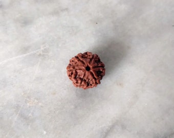 6 Face Rudraksha