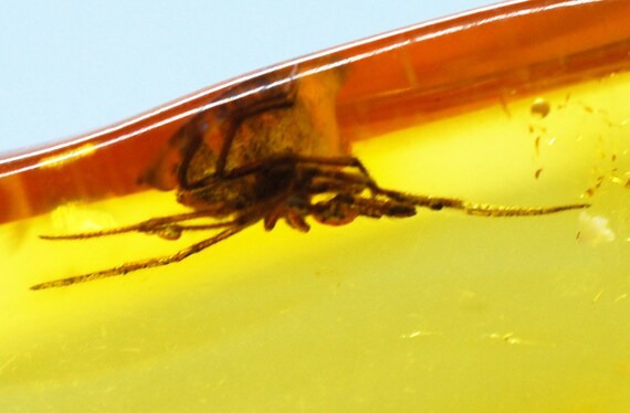Natural Baltic Amber insects m 7