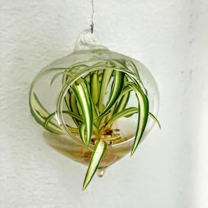 Spider Plant baby/ Rooted Spider Plant Baby/ Adult Spider Plants | Live Plant | Houseplants | Air Purifying | Fast Growing Plants
