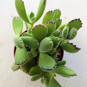 kentia palme kippt Kentia Palme (Howea fosteriana)