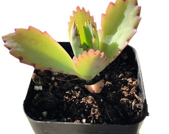 Kalanchoe Mexikanische Hutpflanze | Mutter von Tausenden Sukkulenten | Einzigartige Geschichtete Blätter mit Baby Pflänzchen | Pflegeleichte Outdoor Pflanze