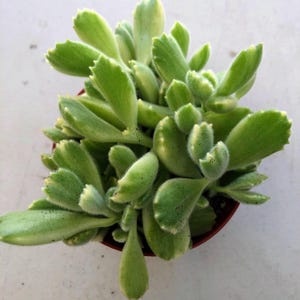 Może przedstawiać: Zbliżenie sukulentu Niedźwiedzie Łapy w małej, okrągłej, brązowej doniczce. Roślina ma grube, zielone liście z puszystymi białymi włoskami i małymi, ząbkowanymi krawędziami. Doniczka ma średnicę około 10 cm.