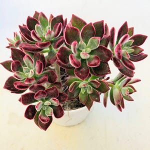 May include: A succulent plant with burgundy and green leaves in a white ceramic pot. The leaves have a velvety texture and a reddish-purple edge. The plant is a vibrant addition to any home or office.