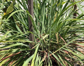 2 ukorzenione łodygi trawy cytrynowej (Cymbopogon citratus). Aromatyczne zioło cytrusowe do gotowania, herbaty i jako środek odstraszający owady.