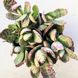 May include: A close-up view of a succulent plant with large, rounded leaves. The leaves are a mix of green, with pink and maroon markings. The plant is in a black pot, and the background is a light color.