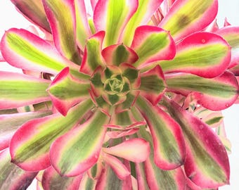 Suculenta Aeonium Medusa Premium / Rosetas variegadas en verde crema y rosa / Suculenta ramificada poco común / Planta de interior y exterior de fácil cuidado, ideal como regalo.