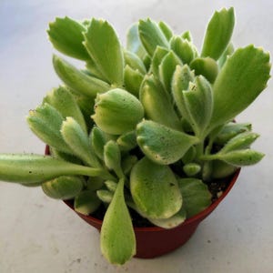 Może przedstawiać: Sukulent Niedźwiedzie Łapy w małej, brązowej doniczce. Roślina ma grube, puszyste, jasnozielone liście z ząbkowanymi krawędziami i ż&oacute;łto-zielonym odcieniem. Liście są gęsto ułożone, tworząc pełny wygląd.