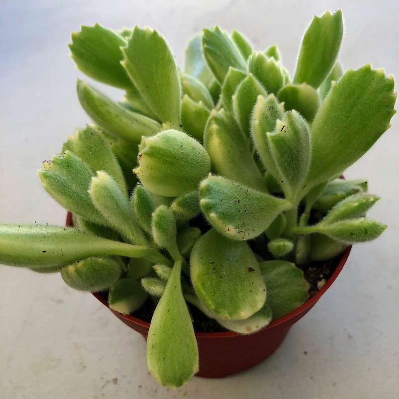 Może przedstawiać: Sukulent Niedźwiedzie Łapy w małej, brązowej doniczce. Roślina ma grube, puszyste, jasnozielone liście z ząbkowanymi krawędziami i ż&oacute;łto-zielonym odcieniem. Liście są gęsto ułożone, tworząc pełny wygląd.