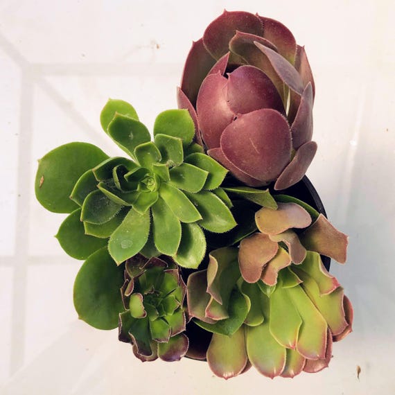 Assorted Aeonium Succulent Cuttings  Rare, Colorful Rosettes! Easy to  Grow, Drought Tolerant, Perfect for Gifts, Gardens, or Dcor. - Etsy