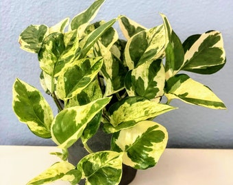 Epipremnum Neon Joy Pothos Extremely Rare Import/Philodendron 
