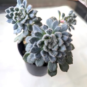 portulacaria afra variegata Variegated Portulacaria Afra 