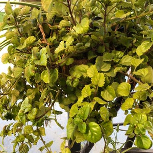 glückskastanie preis Große Glückskastanie – Green Me Up main image 0