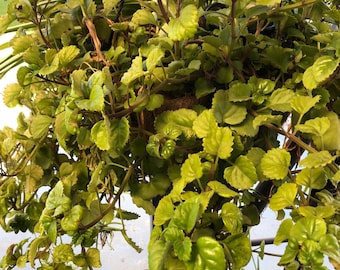 Swedish Ivy 5 Cuttings Unrooted – Trailing Green Houseplant with Scalloped Leaves, Easy Care Indoor Plant Planta del Dinero Esquejes