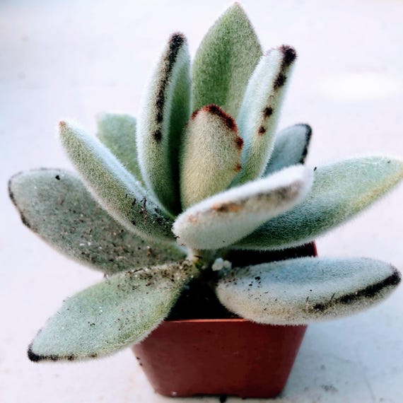 chalk stick succulent Senecio mandraliscae (Blue Chalksticks)  Ricardo's Nursery