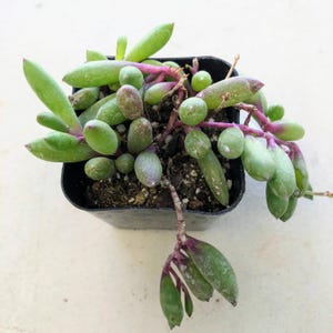String of Rubies – trailing succulent vibrant red-purple stems & plump leaves. Easy care, drought tolerant, perfect for hanging baskets.