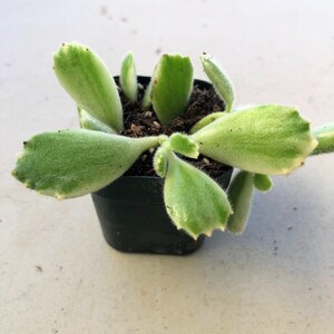 Może przedstawiać: Mała roślina sukulent w doniczce z puszystymi, jasnozielonymi liśćmi. Liście mają unikalny kształt i są obramowane jaśniejszym zielonym kolorem. Roślina znajduje się w małej czarnej plastikowej doniczce.
