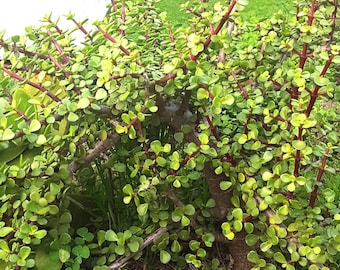 Słoniowy krzew/Pstrolistny Słoniowy krzew Sukulent Portulacaria Afra, Rośliny łatwe w uprawie 6 sadzonek 6" H