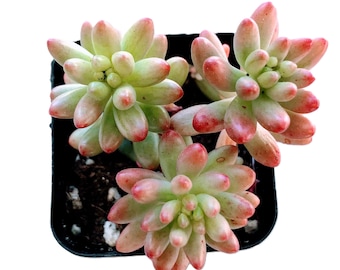 Sedum Pink Jelly Bean (Aurora)– Pink Green Bean Shaped Succulent | Cute Colorful Easy Care Indoor Outdoor Plant Gift