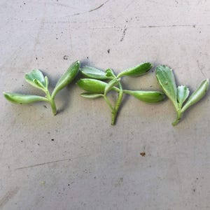 Może przedstawiać: Zbliżenie kilku małych, zielonych sadzonek sukulent&oacute;w z zaokrąglonymi liśćmi. Sadzonki ułożone są na jasnoszarej powierzchni, prezentując ich świeży, żywy kolor i delikatną strukturę. Idealne dla miłośnik&oacute;w roślin.