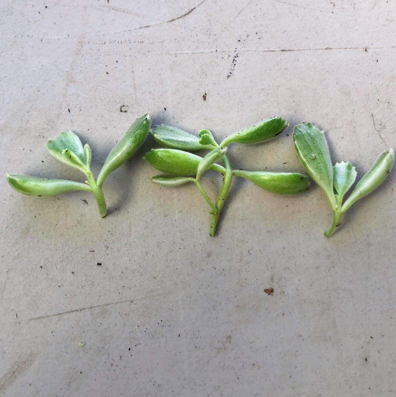 Może przedstawiać: Zbliżenie kilku małych, zielonych sadzonek sukulent&oacute;w z zaokrąglonymi liśćmi. Sadzonki ułożone są na jasnoszarej powierzchni, prezentując ich świeży, żywy kolor i delikatną strukturę. Idealne dla miłośnik&oacute;w roślin.