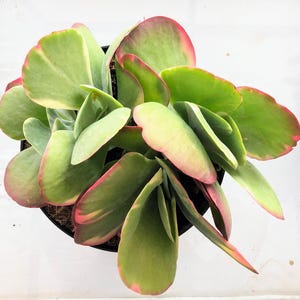 succulent plant art Spring Succulents | Paint by Number | DIY Artclub