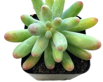 Echeveria Perle Von Nurnberg Variegata / Rare Korean Variegated