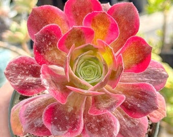 Aeonium Pink Witch Premium, rara succulenta variegata con rosette color crema, rosa e verde. Resistente alla siccità e perfetta per i collezionisti.