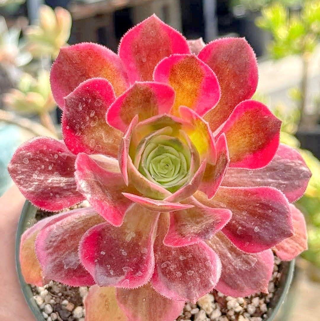 Aeonium pink witch - Etsy 日本