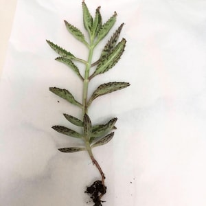 Puede incluir: Un esqueje de planta suculenta con hojas verdes y manchas marrones oscuras. El tallo es verde claro y las raíces son visibles en la parte inferior. La planta está sobre una superficie blanca.