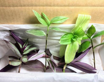 Żyd Wieczny Tułacz Tradescantia Spiderwort Inchplant Mix Purple Heart, Zebrina, Kolorowa roślina doniczkowa, łatwa w pielęgnacji, dekoracja do wnętrz, prezent/upominek na imprezę