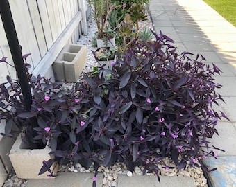 Tradescantia Purple Heart Plant – ciemnofioletowy Żyd Wieczny Tułacz, szybko rosnąca roślina doniczkowa, łatwa w pielęgnacji roślina doniczkowa, żywe, kolorowe pnącze