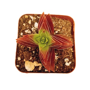 May include: A succulent plant with pointed, layered leaves that transition from a vibrant green center to deep reddish-brown edges. The plant is potted in a square, terracotta-colored plastic container filled with dark potting soil and small white perlite.