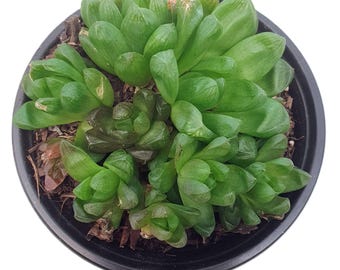 ハオルチア・シンビフォルミア – 透明なゼリー状の緑色のロゼット多肉植物 | 珍しい、育てやすい室内植物