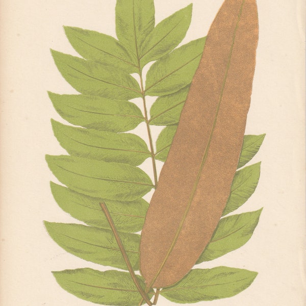 VICTORIAN BOTANICAL FERN Print - Acrostichum  Aureum -barrne frond @ fertile pinna