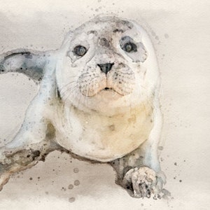 Watercolor Seal, seal painting, sea life art, seal print, sea life print, sea life wall art, harbor seal, seal gifts, seal nursery art,