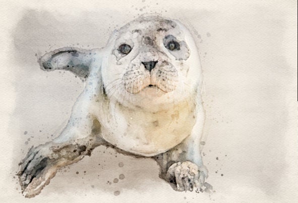 Watercolor Seal, seal painting, sea life art, seal print, sea life print, sea life wall art, harbor seal, seal gifts, seal nursery art,
